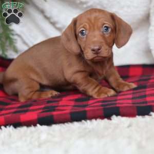Rudolph, Dachshund Puppy